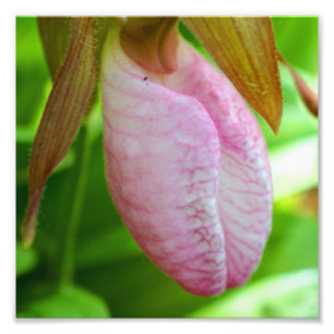 Hellrosa Dame Slipper Orchideen Blume Nah 8x8 Fotodruck