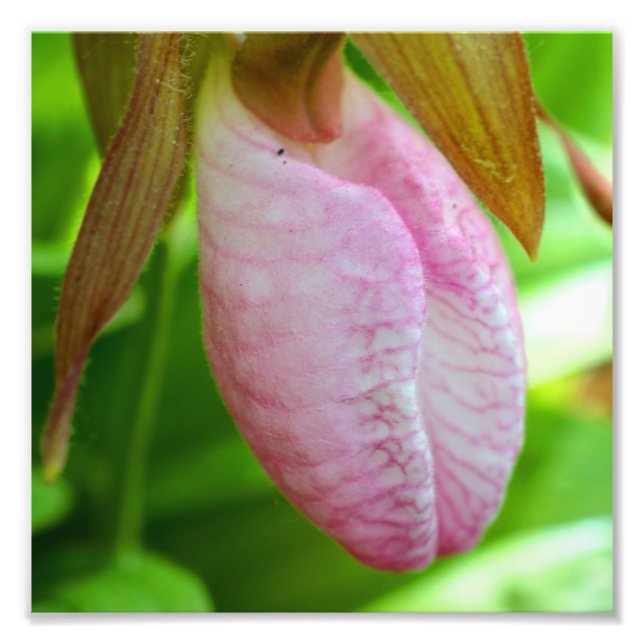 Hellrosa Dame Slipper Orchideen Blume Nah 8x8 Fotodruck (Vorne)