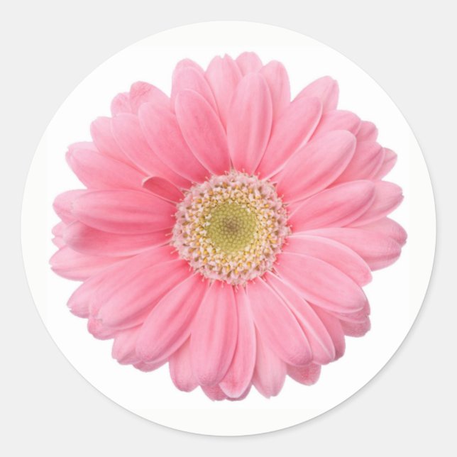 Hellrosa Fotografy Daisy Blume Runder Aufkleber (Vorderseite)