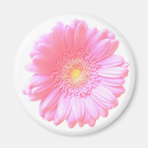 Hellrosa Gänseblümchen Magnet