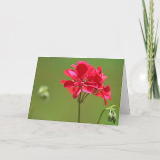Hellrosa Geranium Blume Foto Blank Karte