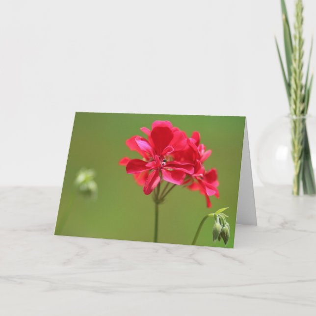 Hellrosa Geranium Blume Foto Blank Karte (Vorderseite)