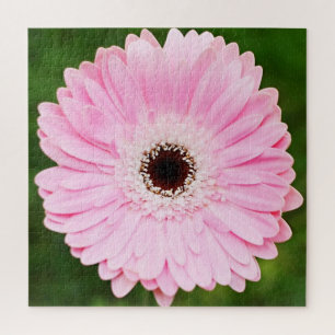 Hellrosa Gerberer Daisy Floral