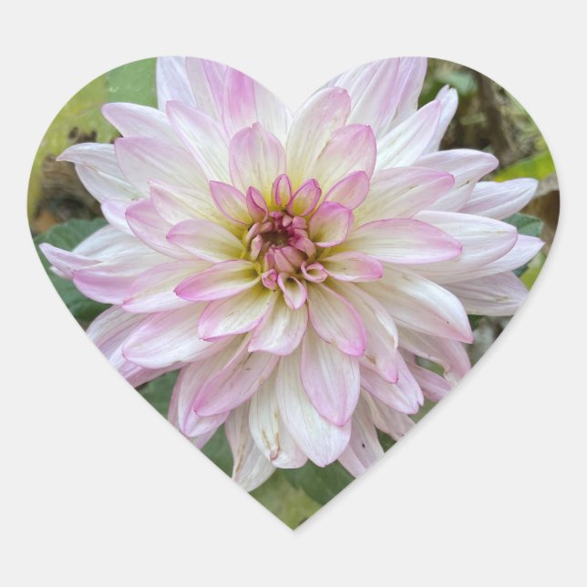 Hellrosa gespitzte Dahlie Herz-Aufkleber (Vorderseite)