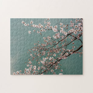 Hellrosa Kirschblüten auf turquois Hintergrund