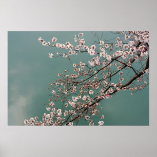 Hellrosa Kirschblüten auf turquois Hintergrund Poster
