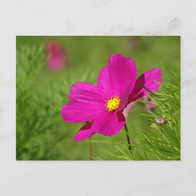 Hellrosa Kosmetik Blume DIY Postkarte (Vorderseite)