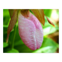 Hellrosa Lady Slipper Orchideen Blume Nah