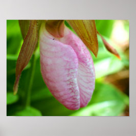 Hellrosa Lady Slipper Orchideen Blume Nah Poster