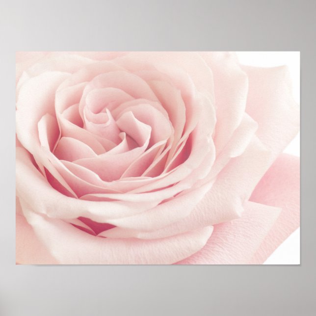 Hellrosa Rose Blume - Rose Blume Blumenstrauß Poster (Vorne)