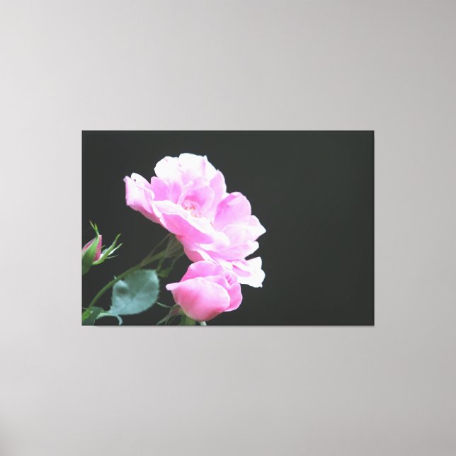 Hellrosa Rose Foto Leinwanddruck (Vorderseite)