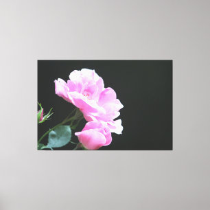Hellrosa Rose Foto Leinwanddruck