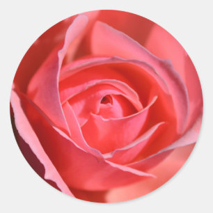 Hellrosa Rosenaufkleber Runder Aufkleber
