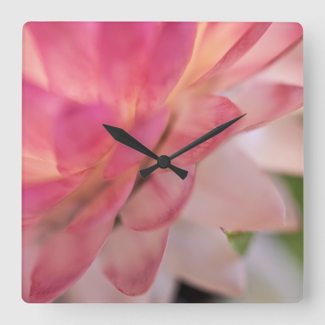 Hellrosa Strawblume Quadratische Wanduhr (Vorderseite)