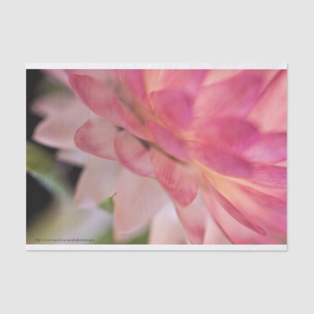 Hellrosa Strawblume Seidenpapier (Vorderseite)