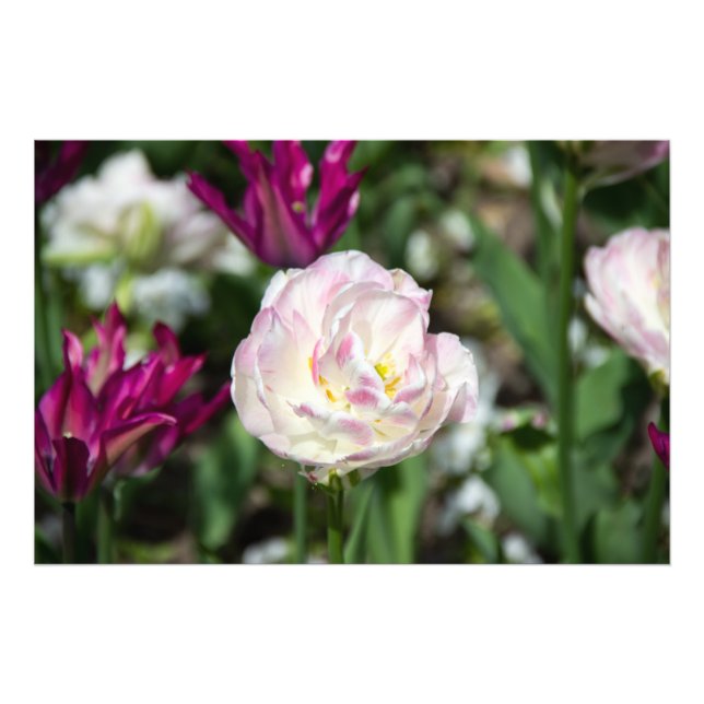 Hellrosa Tulpen an einem sonnigen Tag Fotodruck (Vorne)