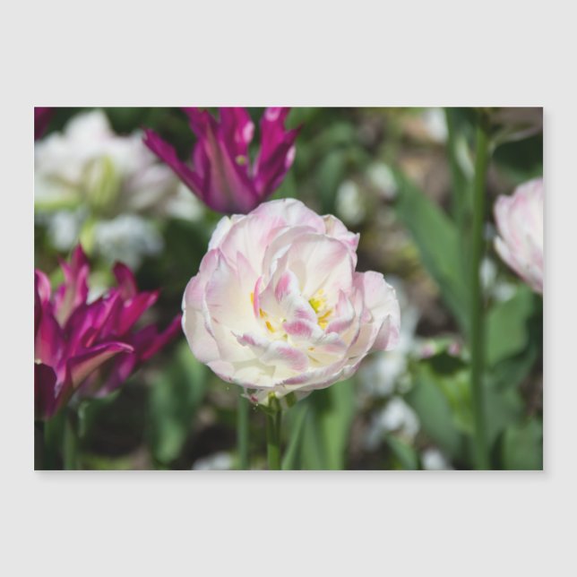 Hellrosa Tulpen an einem sonnigen Tag Magnetkarte (Vorderseite)