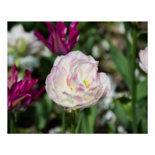 Hellrosa Tulpen an einem sonnigen Tag Poster