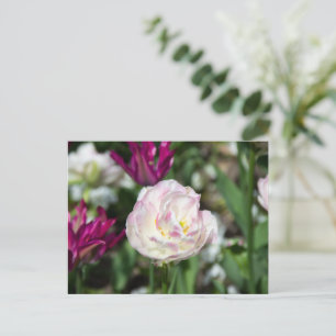 Hellrosa Tulpen an einem sonnigen Tag Postkarte