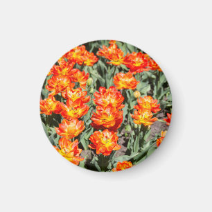 Hellrosa Tulpen Magnet
