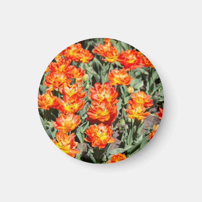 Hellrosa Tulpen Magnet (Vorne)