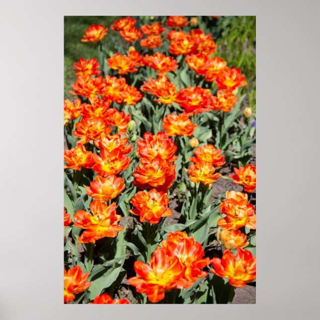 Hellrosa Tulpen Poster (Vorne)