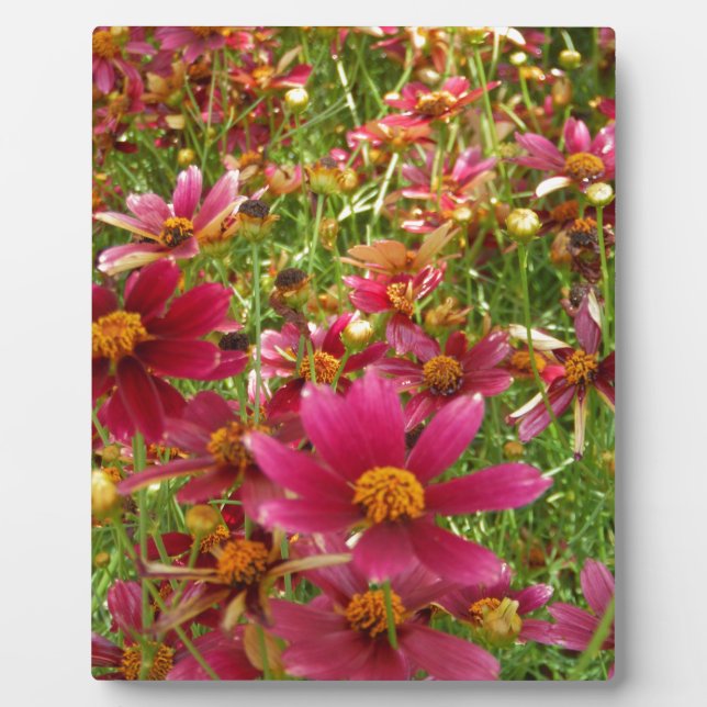 Hellrosa und gelbe Daisy-Blume Fotoplatte (Vorderseite)