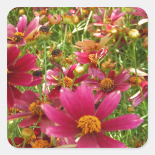 Hellrosa und gelbe Daisy-Blume Quadratischer Aufkleber