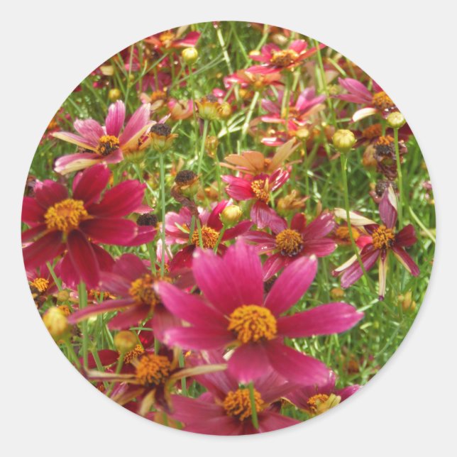 Hellrosa und gelbe Daisy-Blume Runder Aufkleber (Vorderseite)