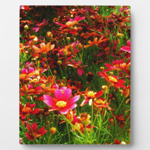 Hellrosa und gelbe Daisy Wilde Blume Fotoplatte