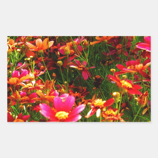 Hellrosa und gelbe Daisy Wilde Blume Rechteckiger Aufkleber (Vorderseite)