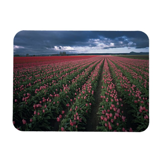 Hellrosa und rote Tulpen leuchten unter dunkler Fa Magnet (Horizontal)