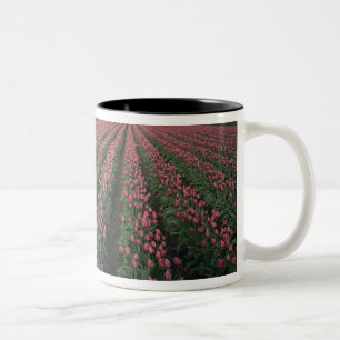 Hellrosa und rote Tulpen leuchten unter dunkler Fa Zweifarbige Tasse