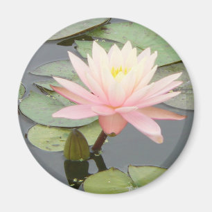 Hellrosa Wasser-Lilien-runder Magnet