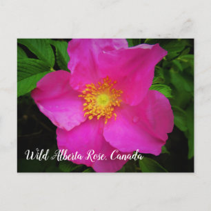 Hellrosa Wild-Alberta-Rose Kanada Benutzerdefinier Postkarte