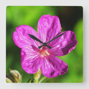 Hellrosa Wildblume blüht Grüngras Quadratische Wanduhr