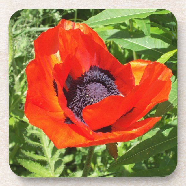 Hellrote Blume auf Grün Getränkeuntersetzer (Vorderseite)