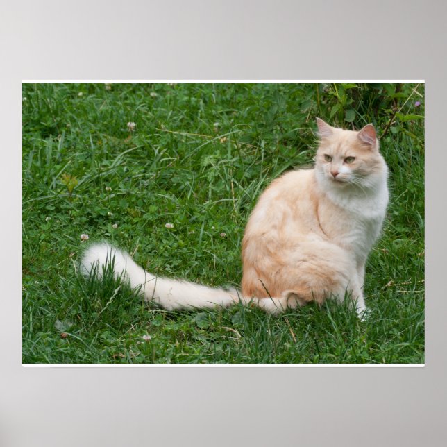 Hellrote Schönheit Poster (Vorne)