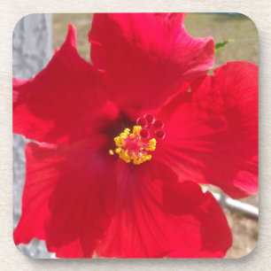 hellrote tropische Hibiskusblüte Untersetzer