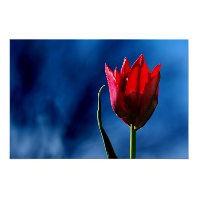 Hellrote Tulpe auf dunkelblauem Hintergrund Poster (Vorderseite)