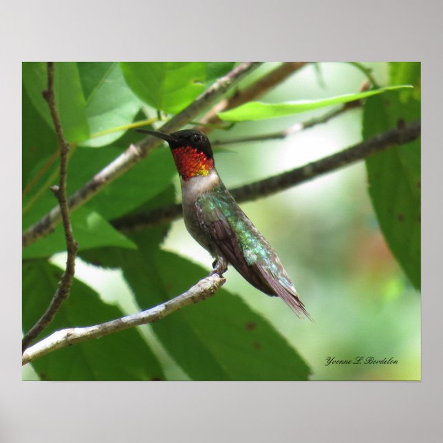 Hellroter Ruby-Throat Hummingbird Poster (Vorne)