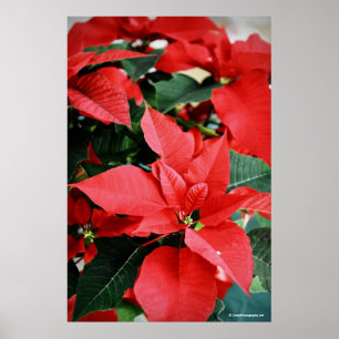 Hellrotes Weihnachtslied Poster