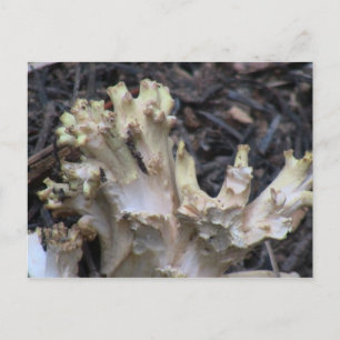 Hells Canyon Idaho Flora Fungi Lichen Mosses Postkarte