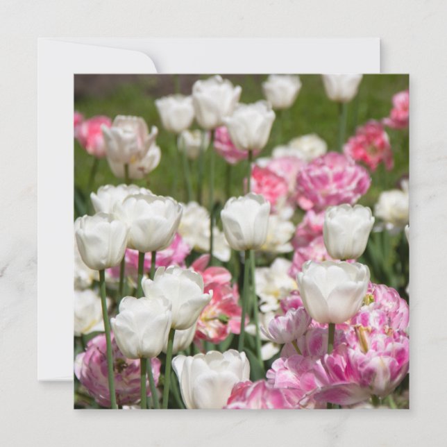 Hellweiße und rosa Tulpen an einem sonnigen Tag (Vorderseite)