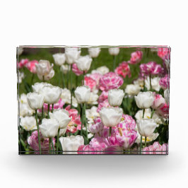 Hellweiße und rosa Tulpen an einem sonnigen Tag Fotoblock