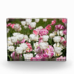 Hellweiße und rosa Tulpen an einem sonnigen Tag Fotoblock