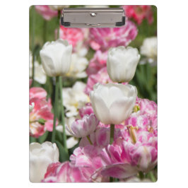 Hellweiße und rosa Tulpen an einem sonnigen Tag Klemmbrett