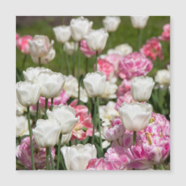 Hellweiße und rosa Tulpen an einem sonnigen Tag Magnetkarte