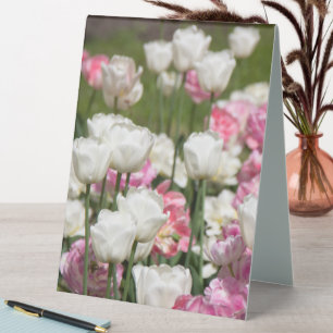 Hellweiße und rosa Tulpen an einem sonnigen Tag Tischaufsteller