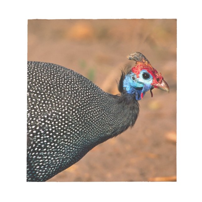 Helmperlhuhn (Numida meleagris). Afrika, Notizblock (Vorderseite)